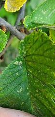 Ulmus rubra