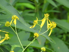 Verbesina alternifolia