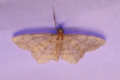 Hypagyrtis piniata