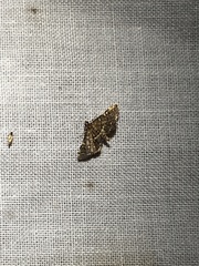 Anageshna primordialis