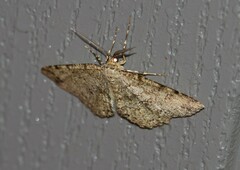 Melanolophia canadaria