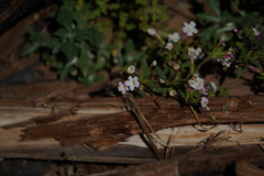 Diplacus torreyi