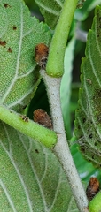 Ulmus rubra