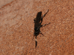 Ichneumoninae