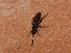 Ichneumoninae