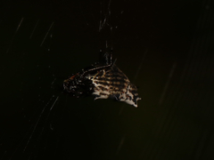 Micrathena gracilis