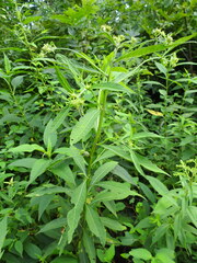 Verbesina alternifolia