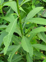 Verbesina alternifolia