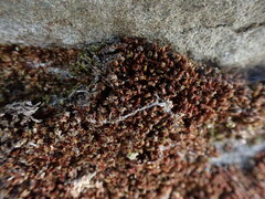 Ptychostomum capillare