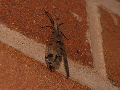 Dendroleon obsoletus