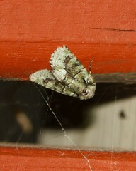 Lacinipolia explicata