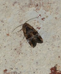 Elaphria chalcedonia