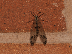 Dendroleon obsoletus