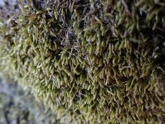 Pseudisothecium stoloniferum