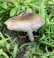 Amanita vaginata