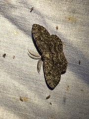 Hypomecis umbrosaria