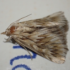 Cynaeda dentalis