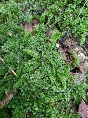 Plagiomnium cuspidatum