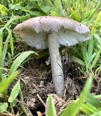 Amanita vaginata