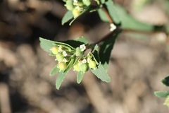 Euphorbia nutans