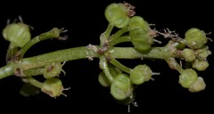 Hydrocotyle tribotrys