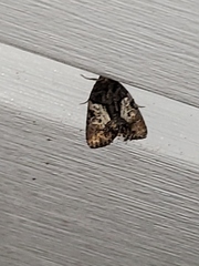Chytonix palliatricula