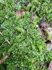 Plagiomnium cuspidatum