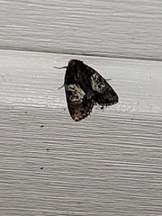 Chytonix palliatricula