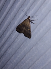 Tetanolita mynesalis