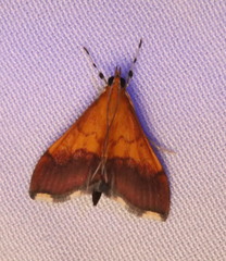 Pyrausta bicoloralis