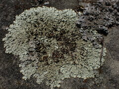 Xanthoparmelia cumberlandia