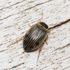 Hygrotus punctilineatus