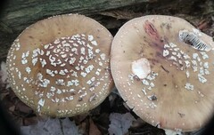 Amanita rubescens