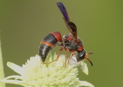 Pachodynerus erynnis