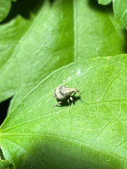 Pseudocneorhinus bifasciatus