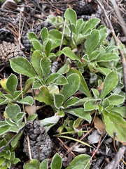 Antennaria neglecta