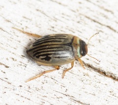 Hygrotus punctilineatus