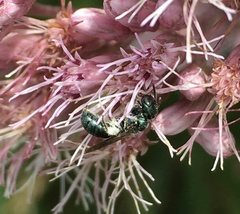 Ceratina