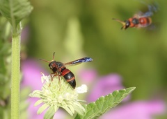 Pachodynerus erynnis