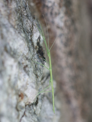 Diapheromera femorata