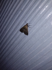 Tetanolita mynesalis