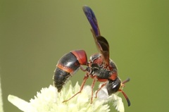 Pachodynerus erynnis