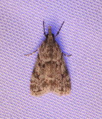 Eudonia heterosalis
