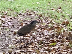 Gorsachius melanolophus