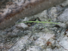 Diapheromera femorata