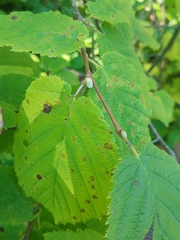 Corylus