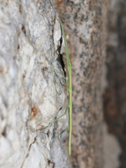 Diapheromera femorata