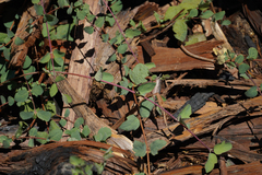 Symphoricarpos mollis