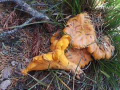 Cantharellus roseocanus