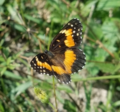 Chlosyne lacinia adjutrix